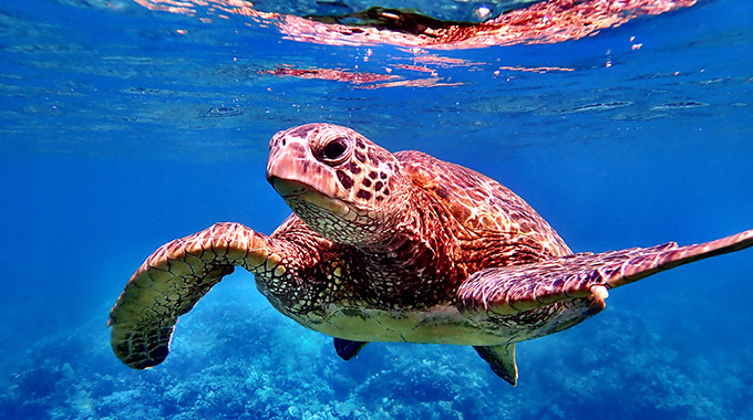 Hawaiian Honu by Simon Motamed, 18-year member, Los Angeles. Camera: Olympus Tough TG-6.