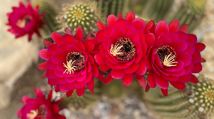 Cactus flowers