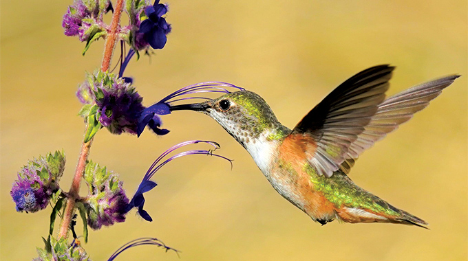 Humming bird with flower